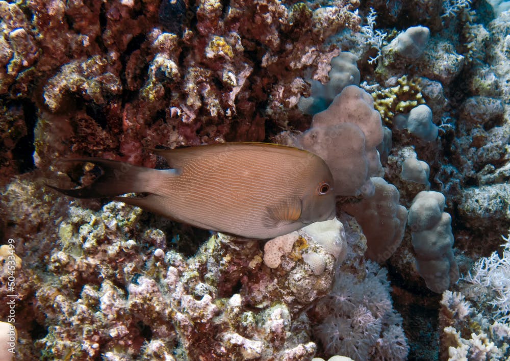 A Brown Surgeonfish (Acanthurus nigrofuscus) in the Red Sea, Egypt