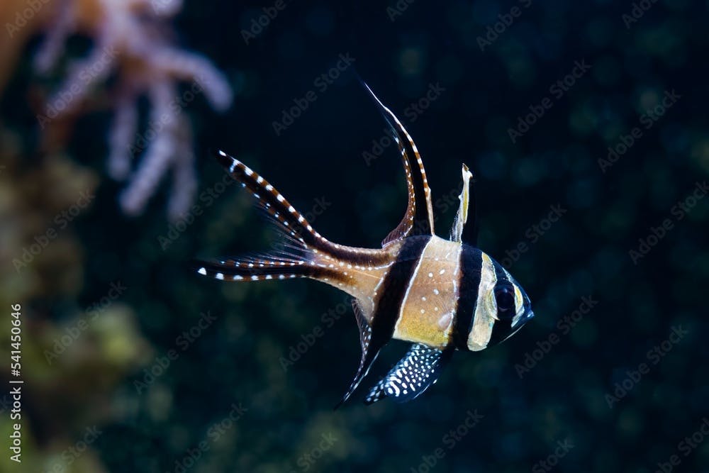 Banggai cardinalfish in strong water current, healthy, active animal in nano reef marine aquarium, easy to keep popular pet good for beginner, LED actinic blue low light, shallow dof, blur background