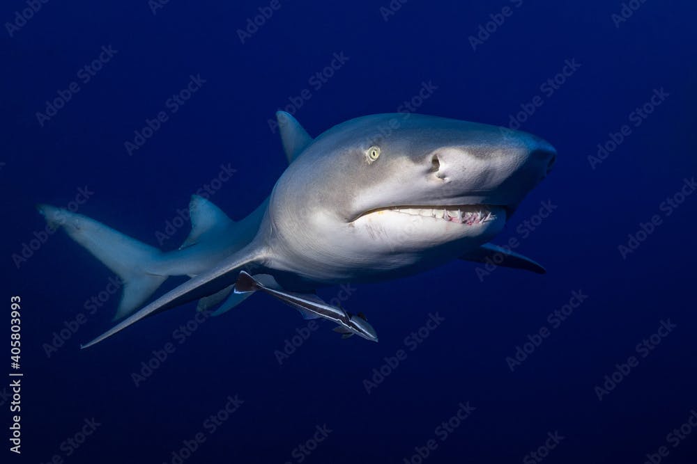Lemon shark - Negaprion brevirostris 