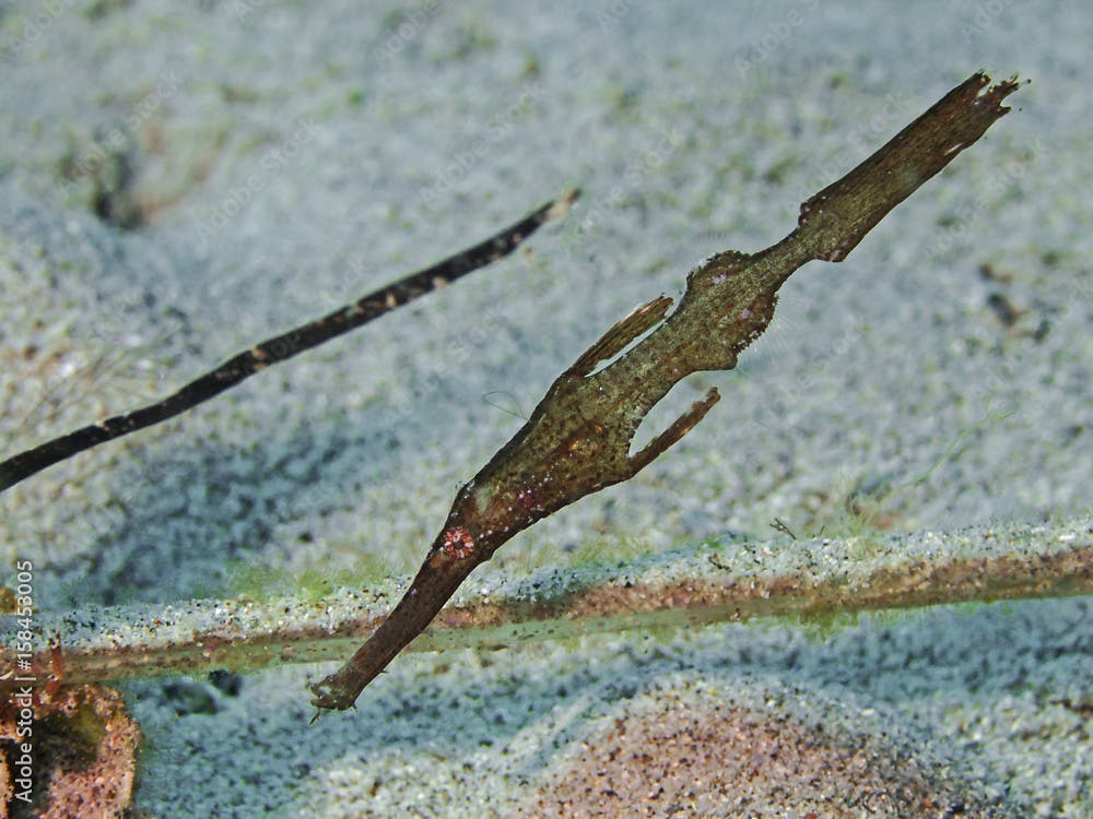 Robust Ghostpipefish, Robuster Geisterpfeifenfisch (Solenostomus cyanopterus)