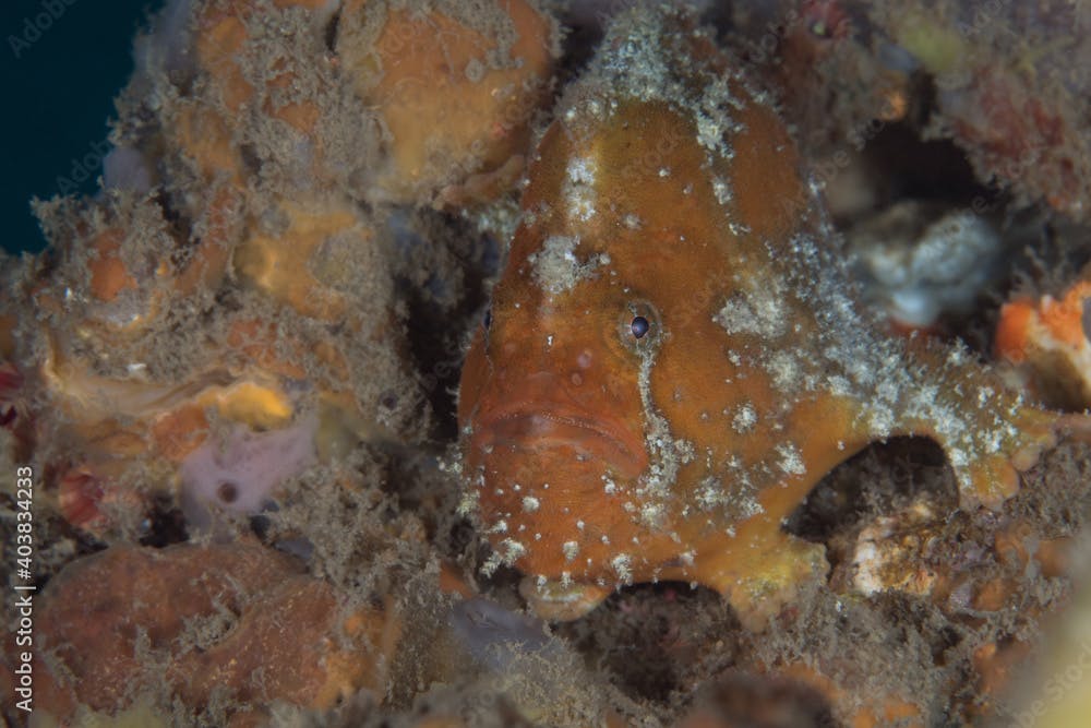 Freckled frogfish camouflaging in with its surroundings (Antennatus coccineus)