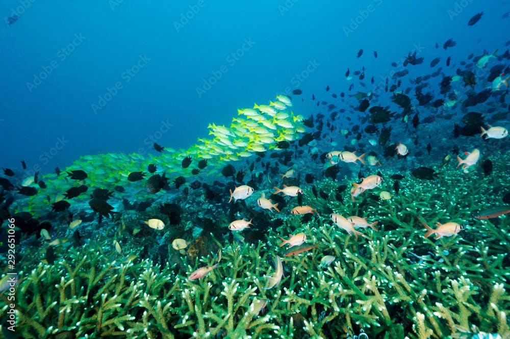 Reef scenic with blue lined snappers, Lutjanus cashmira, and Philippines chromis, Chromis scotochiloptera, Bangka Island Sulawesi Indonesia.