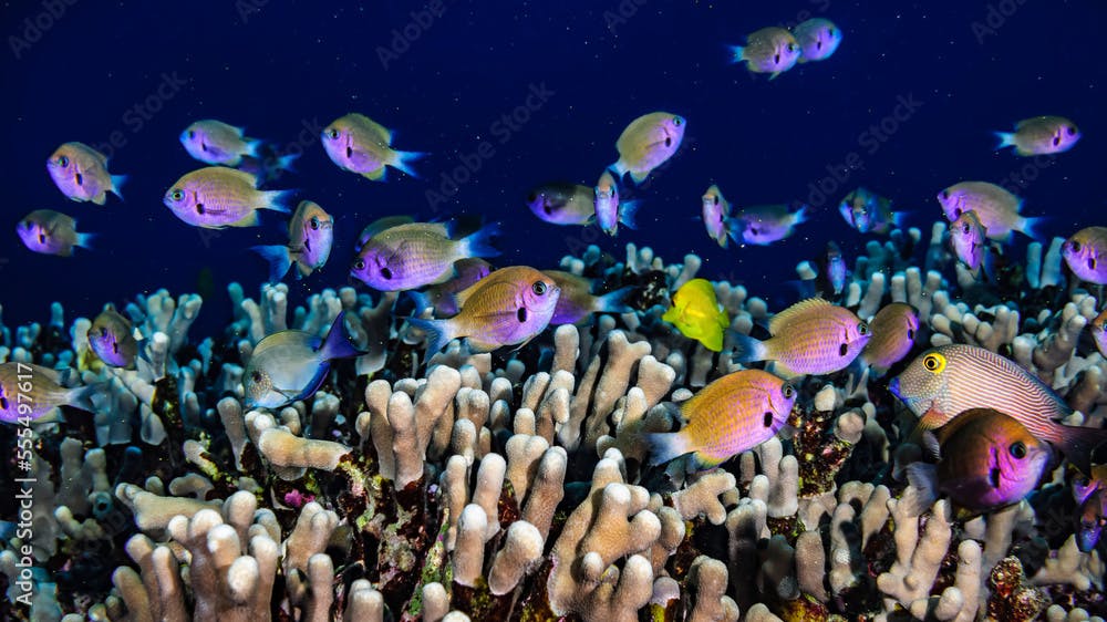 Agile Chromis schooling over Finger Coral, Hawaii, USA