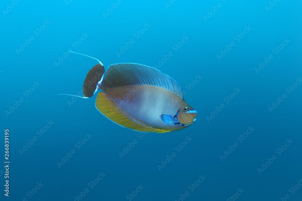 Elongated Unicornfish (Naso lopezi), Indian Ocean, Maldives, Asia