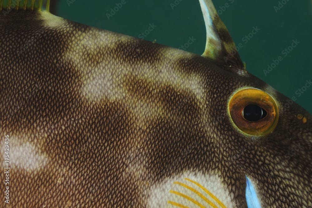 Detail of leatherjacket Meuschenia scaber showing eye and leathery skin.