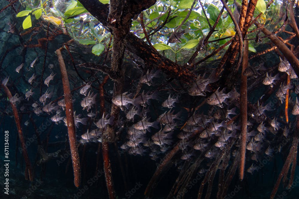 Orbiculate cardinalfish hover among the roots of a mangrove forest in Raja Ampat, Indonesia. Mangrove habitats help support the incredible marine biodiversity found in this tropical region.