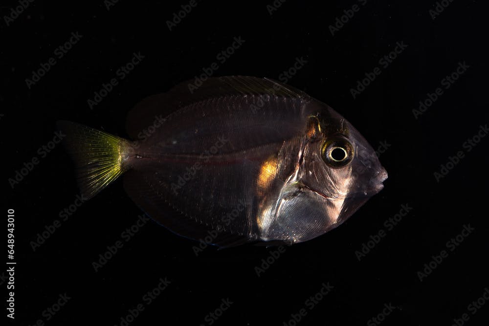 Eyestripe surgeonfish (Acanthurus dussumieri) juvenile