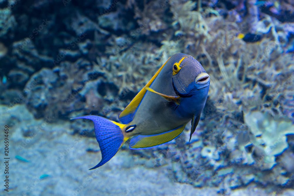 Pencil surgeonfish (Acanthurus dussumieri) or eye-stripped surgeonfish