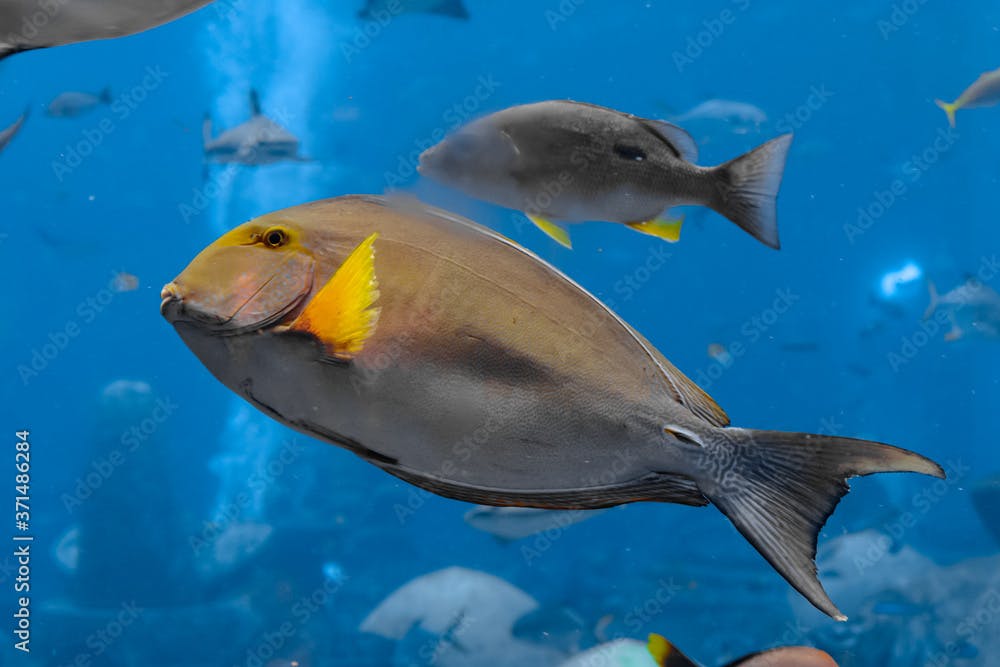 Eyestripe surgeonfish (Acanthurus xanthopterus) or yellowfin surgeonfish (Acanthurus dussumieri ) in the aquarium Atlantis, Sanya city, Hainan, China.