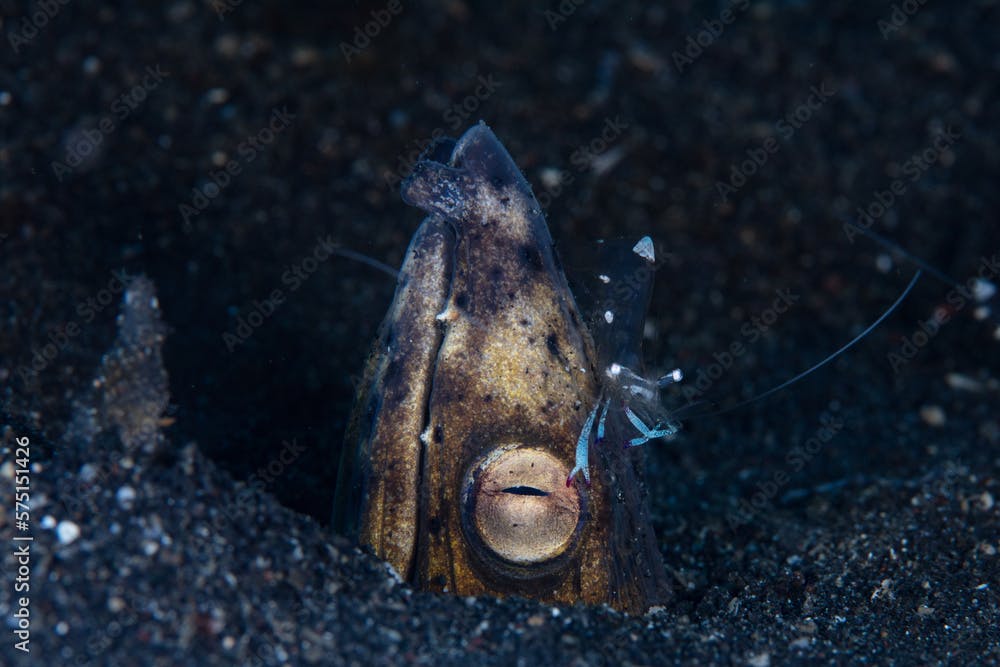 A Blacksaddle snake eel, Ophichthus cephalozona, pokes its head out of the sand in Lembeh Strait, Indonesia, as a shrimp cleans parasites and organic material off it. 