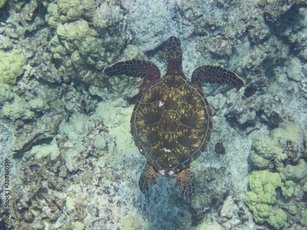 Hawaiian Green Sea Turtle, Honu, Chelonia mydas