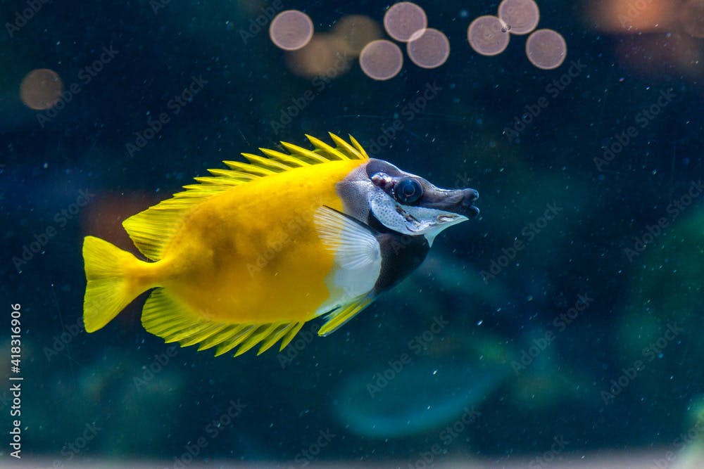Fish Siganus vulpinus