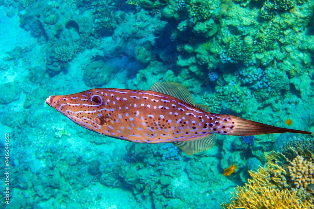 Scribbled  Filefish or Scrawled filefish - Aluterus scriptus  on Coral Reef  in Egypt 