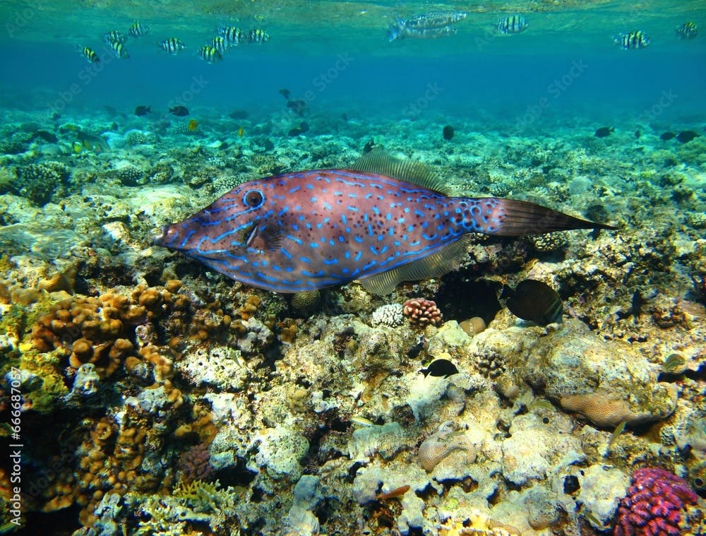 Swimming scrawled filefish (Aluterus scriptus) in shallow ocean with coral reef. Snorkeling with marine life, underwater photography. Aquatic wildlife, fish and corals.