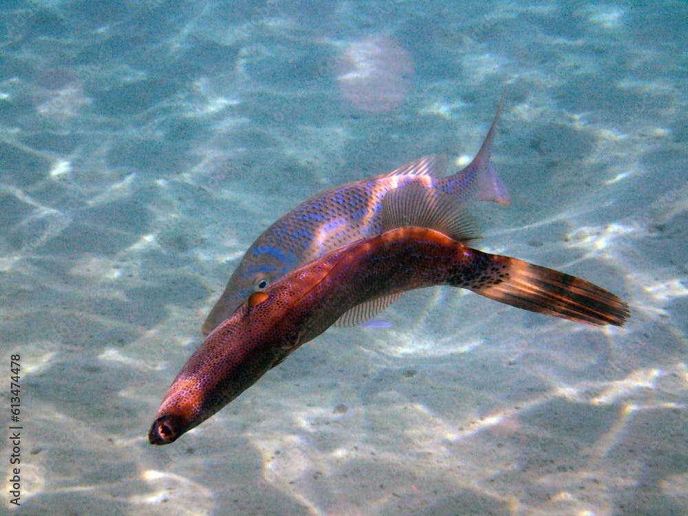 Scrawled Filefish (Aluterus scriptus) fish