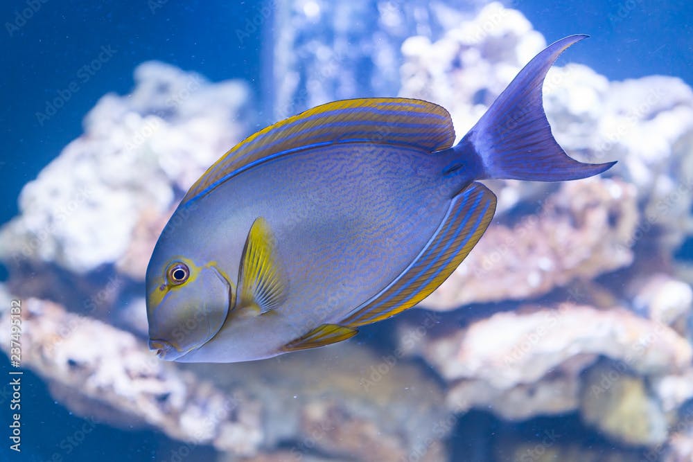Acanthurus xanthopterus - yellowfin surgeonfish