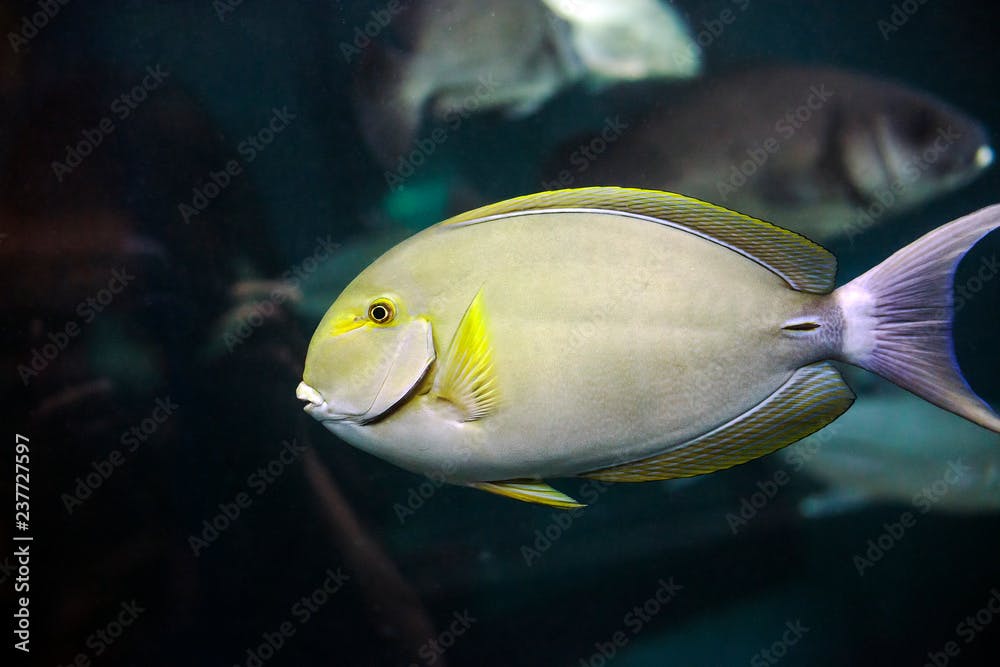 Yellowfin surgeonfish (Acanthurus xanthopterus) in aquarium