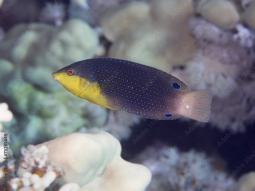 Coral fish Yellowbreasted wrasse