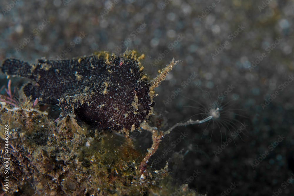 Camouflaged Randals frogfish - Antennarius randalli