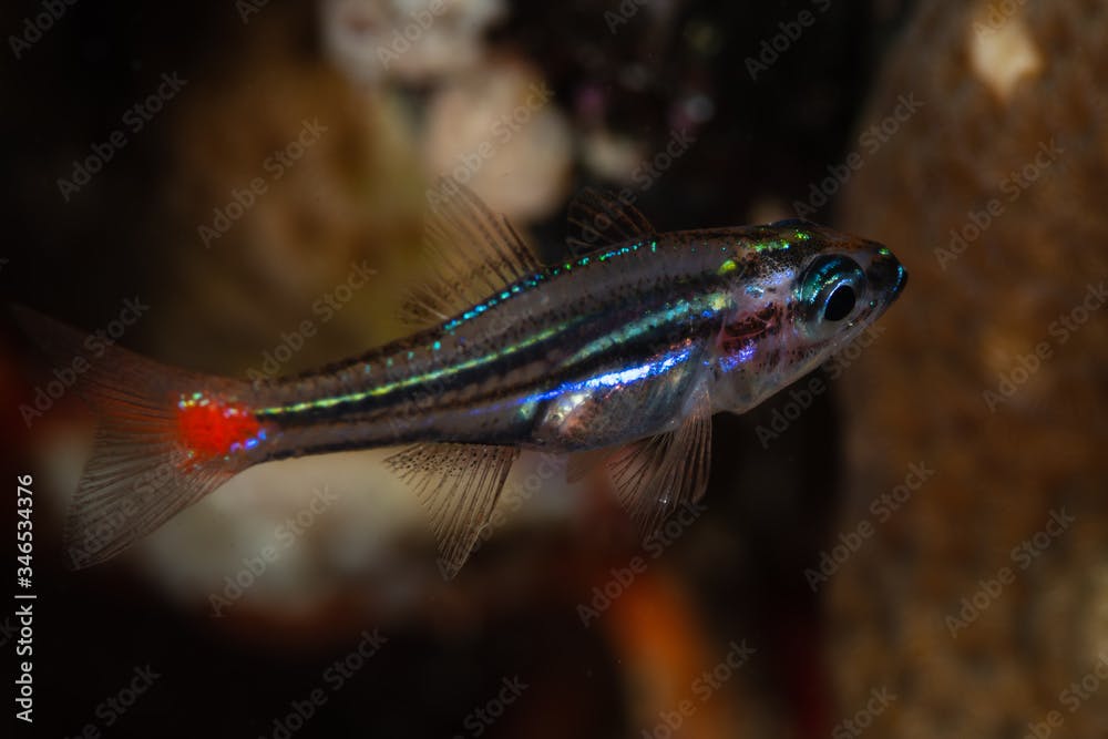redspot cardinalfish fish