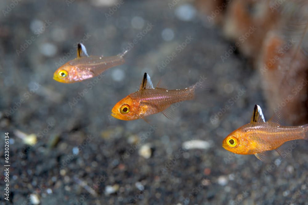 Frostfin Cardinalfish - Ostorhinchus hoevenii