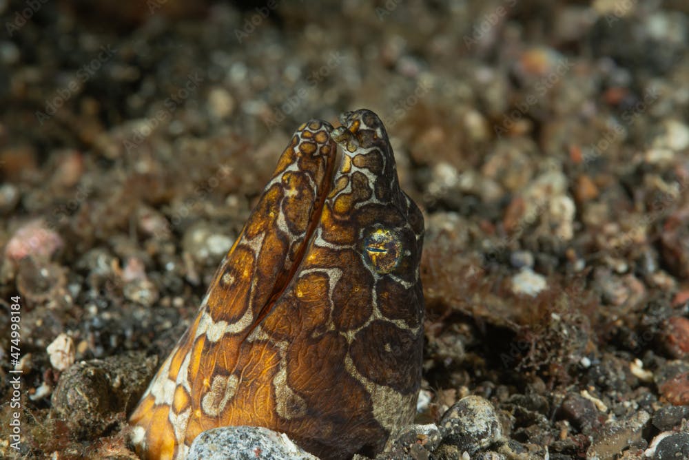 Anguilla serpente di napoleone, Ophichthus bonaparti, nella sabbia  