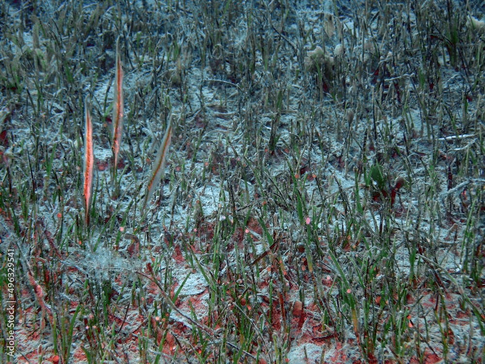 Spotted Shrimpfish (Aeoliscus punctulatus) in the Red Sea, Egypt