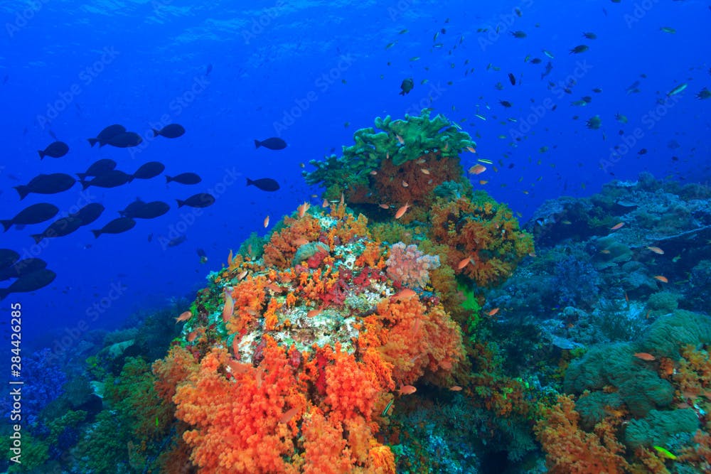 Profuse and colorful soft corals (Dendronepthya sp.) small anthias fish (Pseudanthias squamipinnis) and behind schooling Unicornfish (Naso thynnoides), Raja Ampat region of Papua (formerly Irian Jaya)