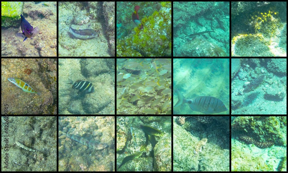 Collage of marine species like damsel, pufferfish, parrotfish, trumpetfish,  seabreams, wrasse, blennies to discover while scuba diving or snorkeling around Tenerife island (Canary Islands, Spain)