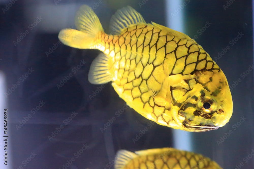 Pinecone fish (Monocentris japonica) in Japan