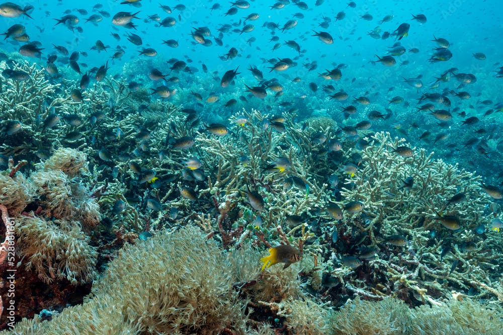 Large schools of Ternate chromis, Chromis ternatensis, over Acropora corals, Raja Ampat Indonesia.