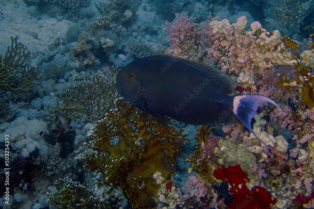 A Black Surgeonfish (Acanthurus gahhm) in the Red Sea, Egypt