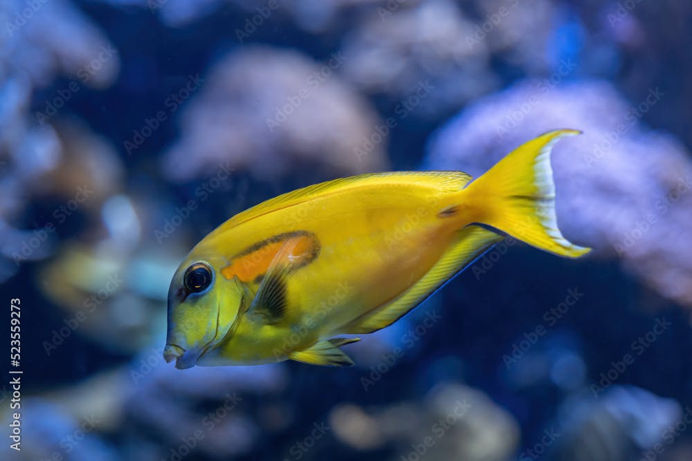 Orange Shoulder Tang Fish