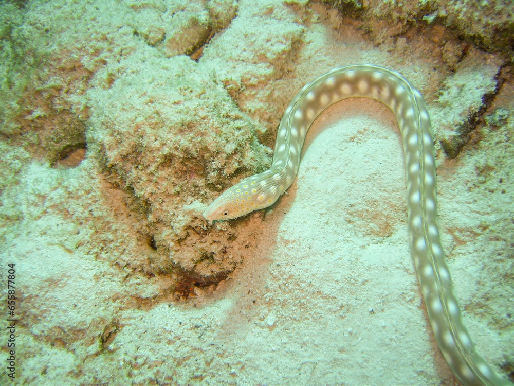 Schlangenaal an einem Riff vor Bonaire