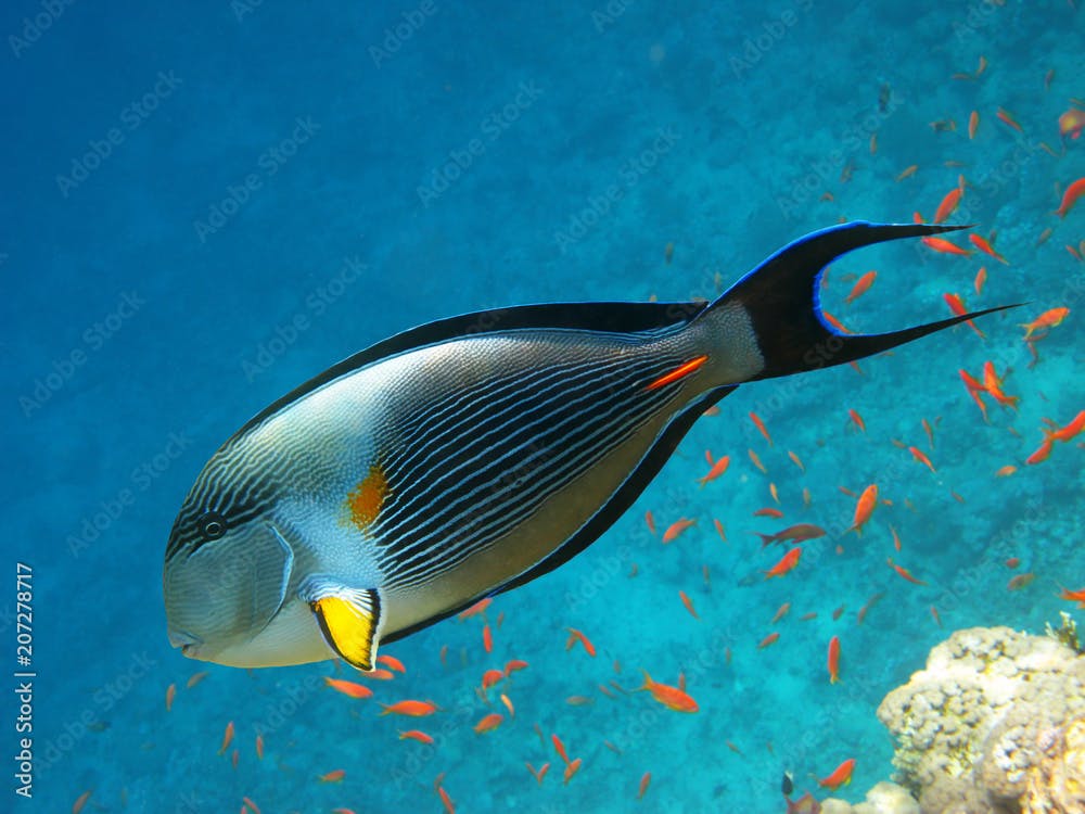 Sohal surgeonfish and coral reef
