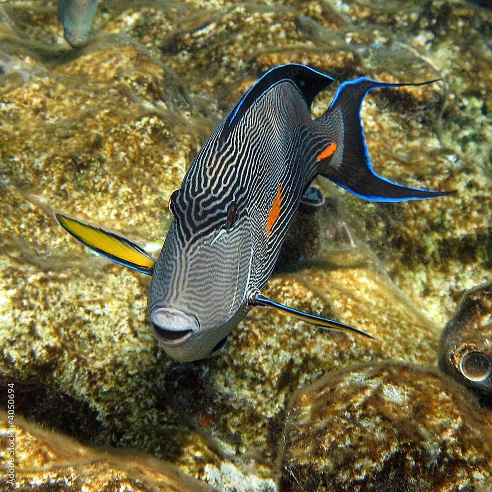 Coral reef fish Acanthurus sohal