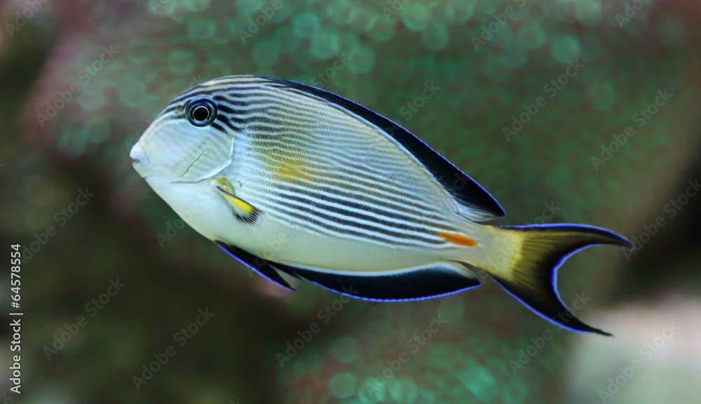 Close-up view of a Sohal surgeonfish, Acanthurus sohal