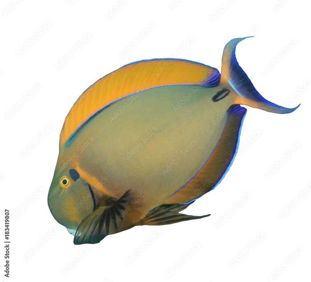 Roundspot Surgeonfish tropical reef fish isolated on white background
