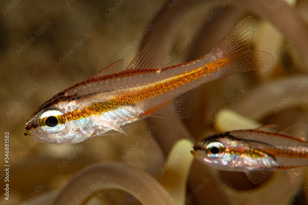 young juvenile cavite cardinalfish fish