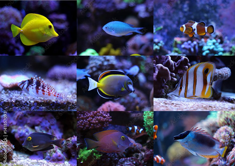 Set collection of colorful tropical fishes
