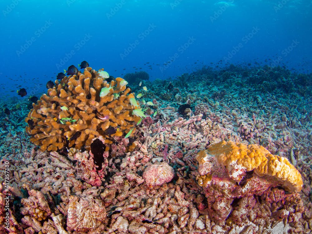 Antler coral and damselfish surviving in a broken coral area (Rangiroa, Tuamotu Islands, French Polynesia in 2012)