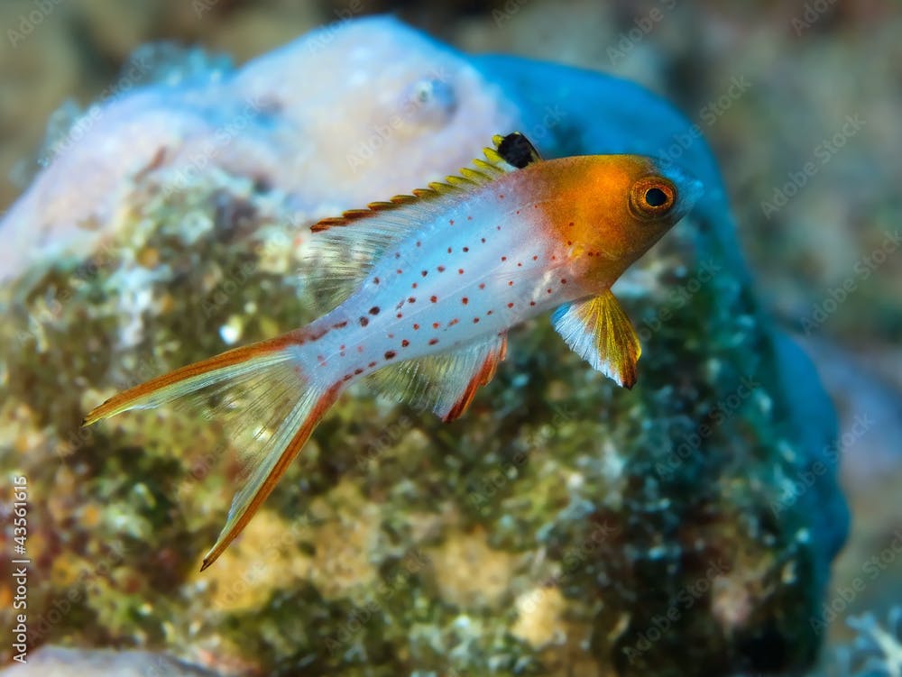 Tropical reef fish Lyretail hogfish