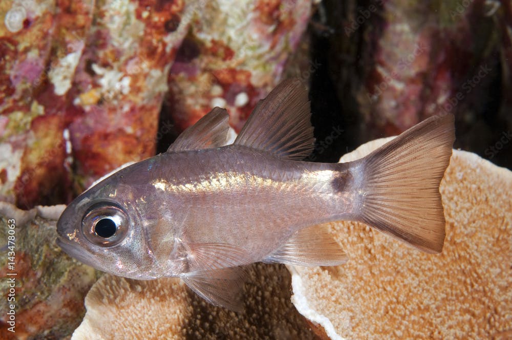 Cardinalfish, Nectamia savayensis, Sulawesi Indonesia