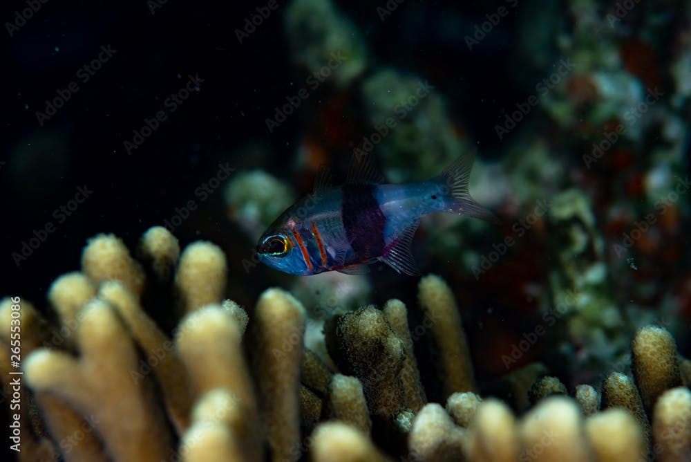 Girdled Cardinalfish Archamia zosterophora