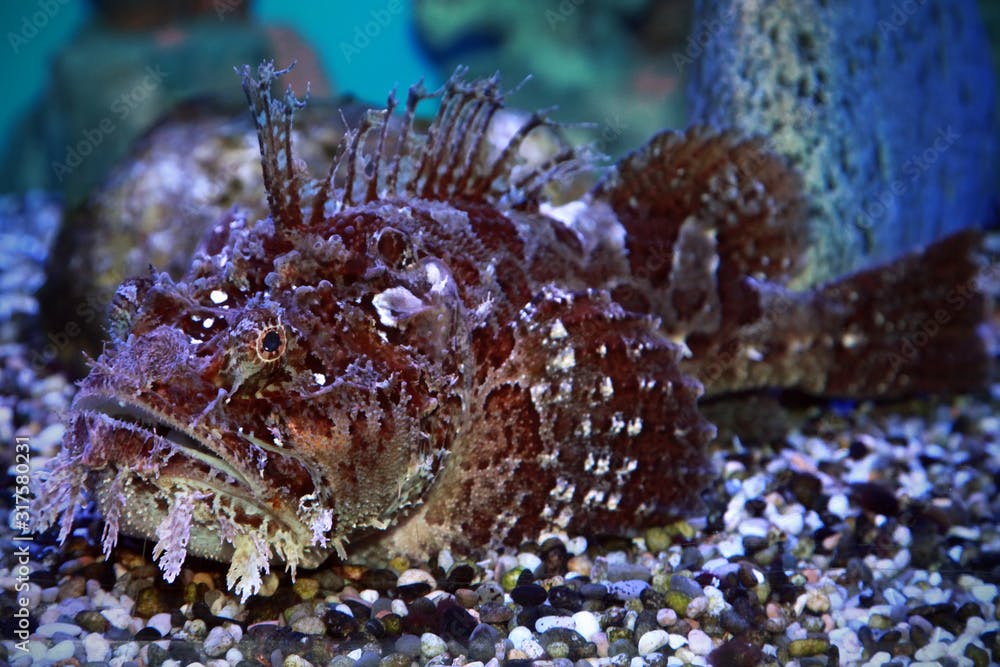 A stonefish (Synanceia verrucosa) in marine aquarium