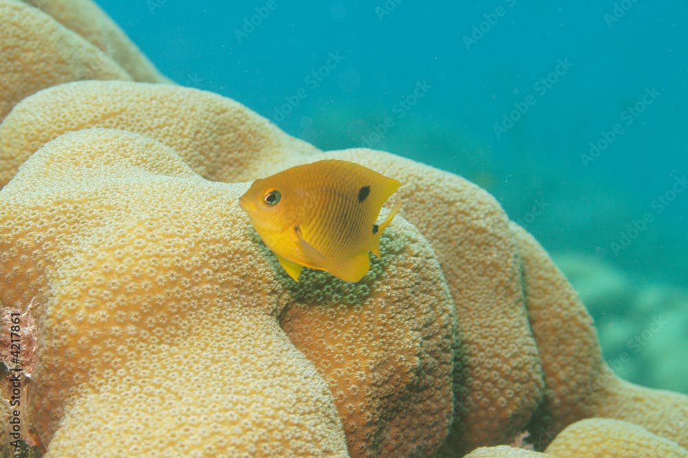Juvenile threespot damselfish and star coral, Bonaire.
