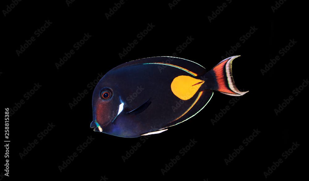 Achilles Surgeon Fish Tang - (Acanthurus achilles)