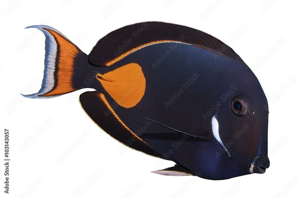 Achilles Tang isolated on white
