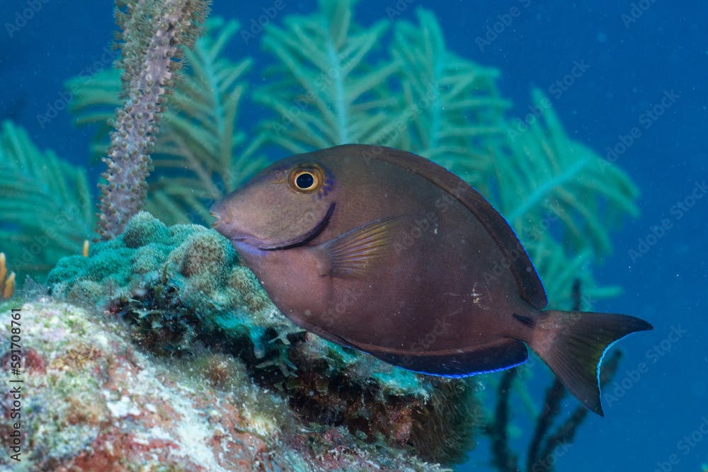 Ocean surgeonfish on a reef