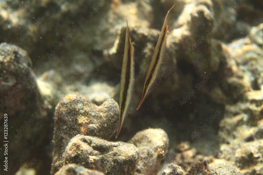 underwater world - couple of razorfish swimming near reef